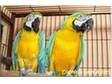 Blue and Gold Macaw Parrot for Free Adoption