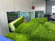 Hydroponic Fodder System for Livestock Feeding