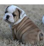 Bulldog puppies of your dreams.AKC registered, 